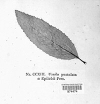 Pucciniastrum epilobii image